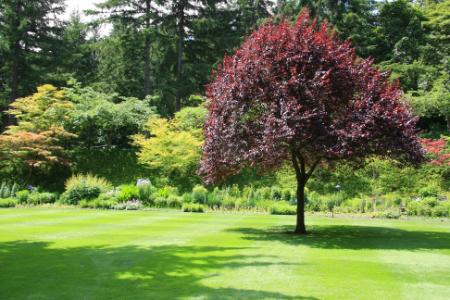 Planting the Right Trees and Shrubs for Your Climate and Yard