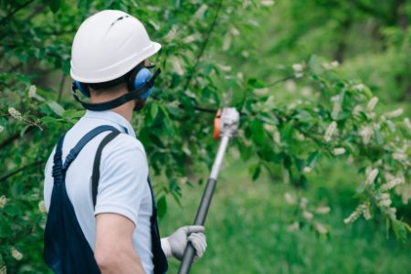 Shrub & Tree Trimming